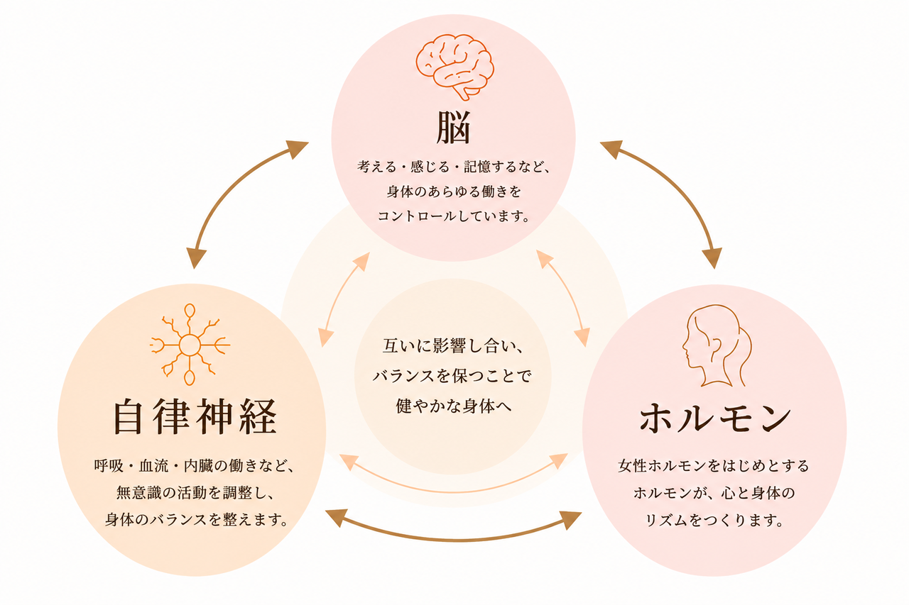 脳、自律神経、ホルモンバランス