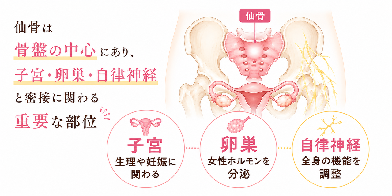 仙骨は骨盤の中心にあり、子宮、卵巣、自律神経と密接に関わりがあります。