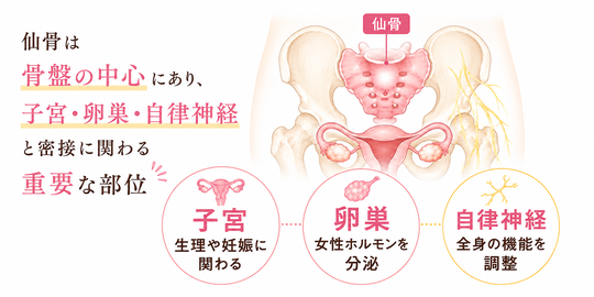 仙骨は骨盤の中心にあり、子宮、卵巣、自律神経と密接に関わりがあります。